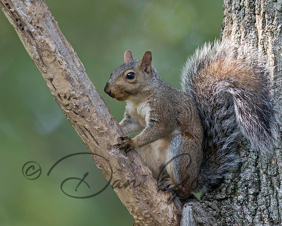 Eastern Gray Squirrel