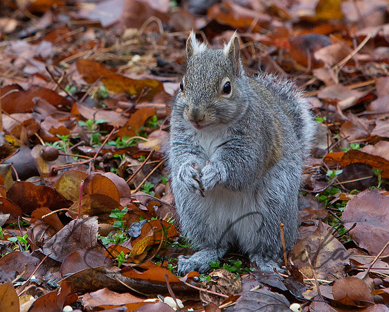 Eastern Gray Squirrel