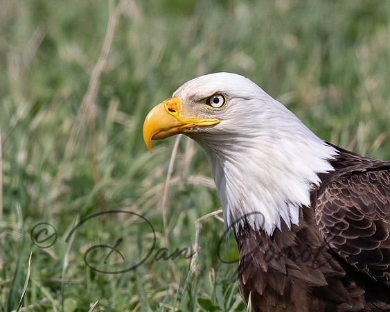 Bald Eagle