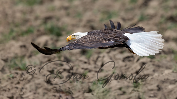 Bald Eagle