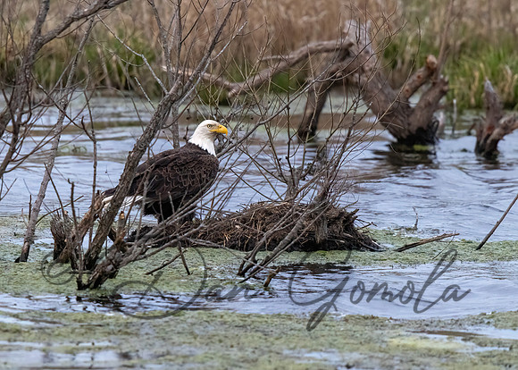 Bald Eagle