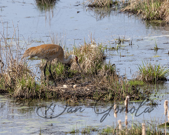 Sandhill Crane