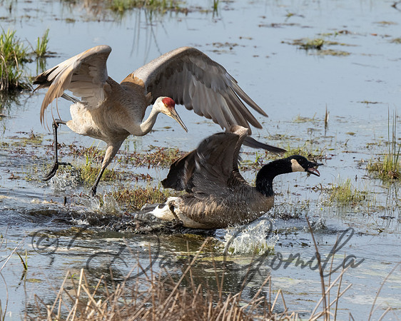 Sandhill Crane
