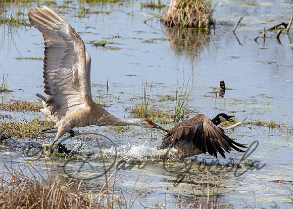Sandhill Crane