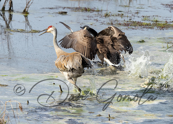 Sandhill Crane