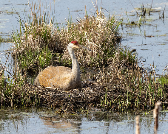 Sandhill Crane