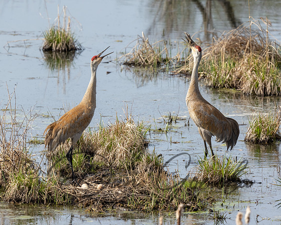 Sandhill Crane