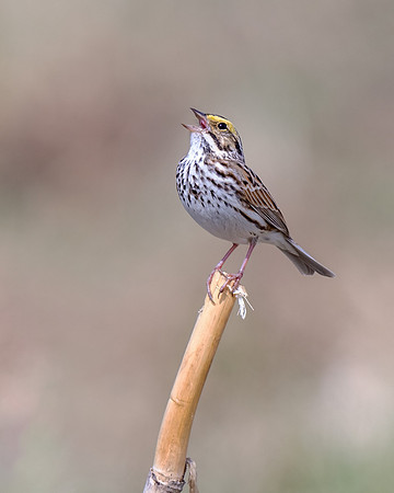 Savannah Sparrow