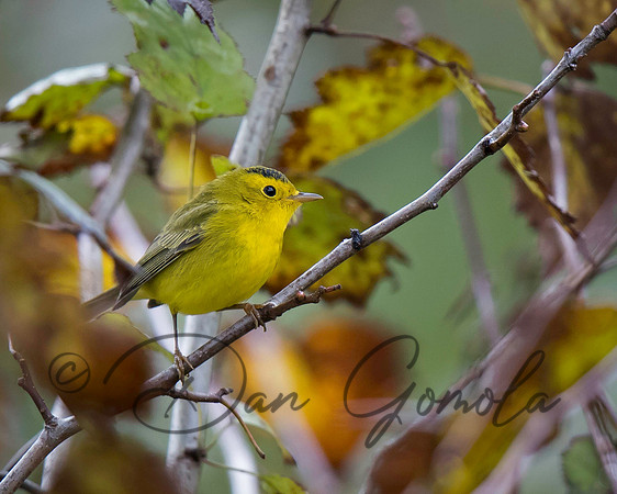Wilson's Warbler