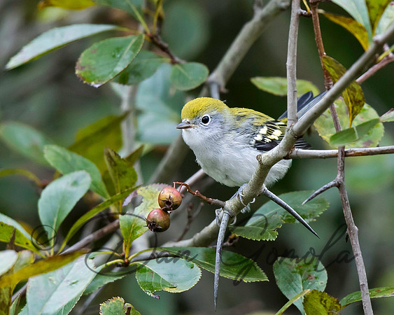 Chestnut-sided Warbler