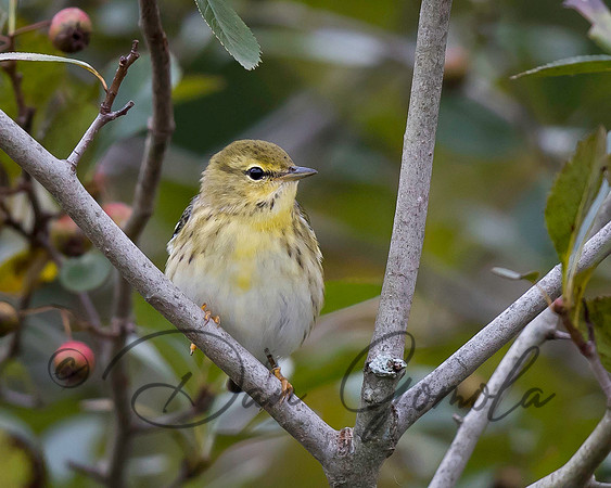 Palm Warbler
