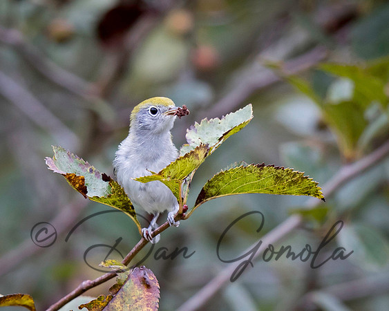 Chestnut-sided Warbler