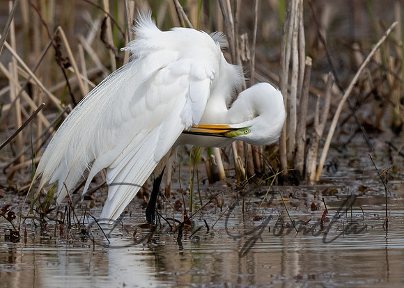 Great Egret