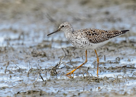 Greater Yellowlegs