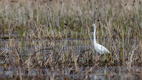 Great Egret