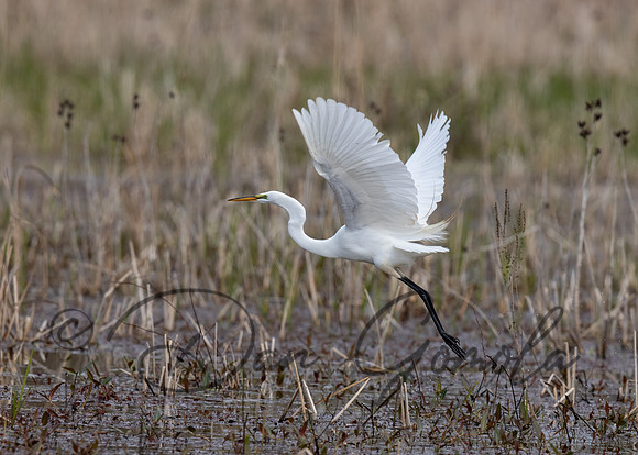 Great Egret