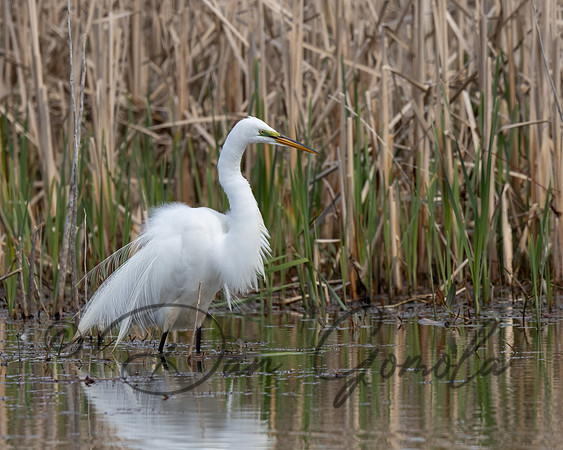 Great Egret