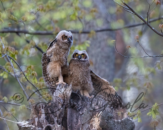 Great Horned Owl