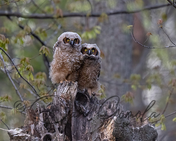Great Horned Owl
