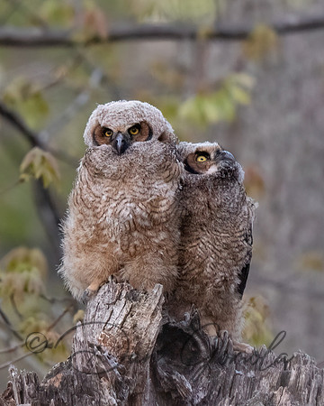 Great Horned Owl