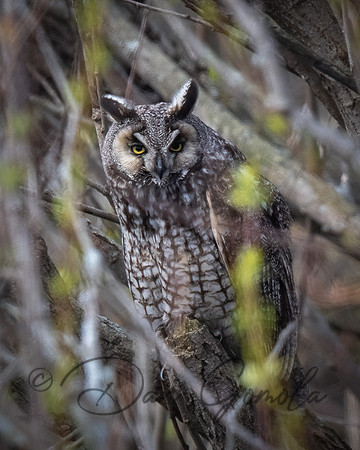 Long-eared Owl