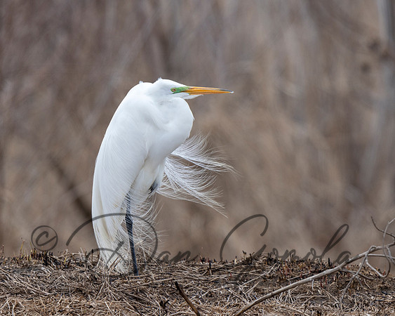 Great Egret
