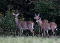 White-tailed Deer