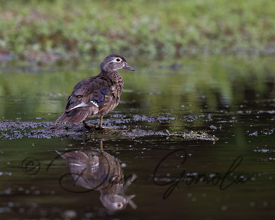 Wood Duck
