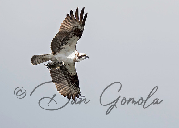 Osprey