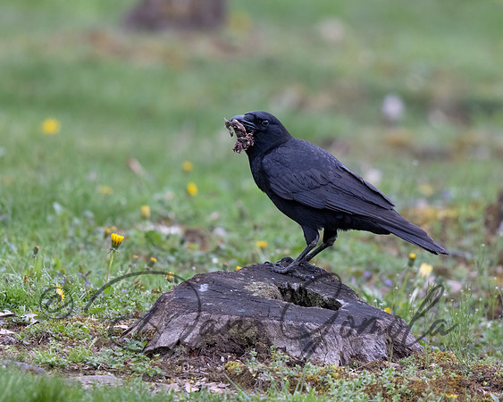 American Crow