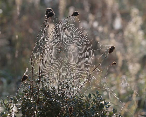 Morning dew on the web of a female Banded Garden Spider