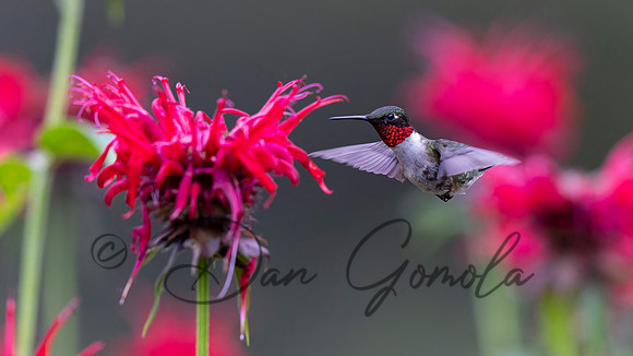Ruby-throated Hummingbird