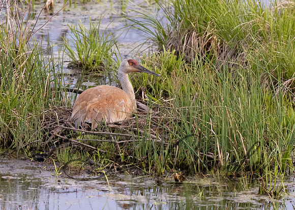 Sandhill Crane
