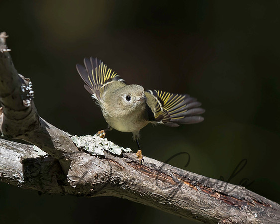 Ruby-crowned Kinglet
