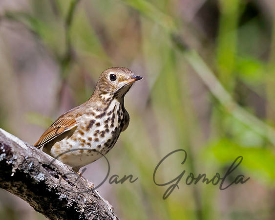 Swainson's Thrush