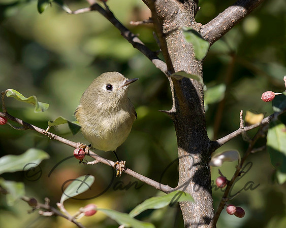 Ruby-crowned Kinglet