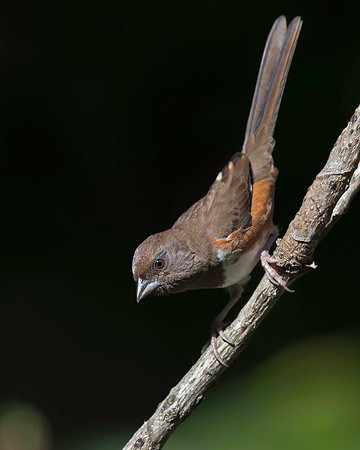Eastern Towhee
