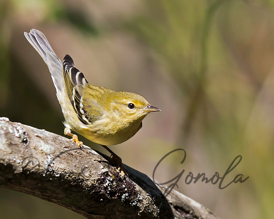 Blackpoll Warbler