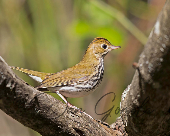 Ovenbird