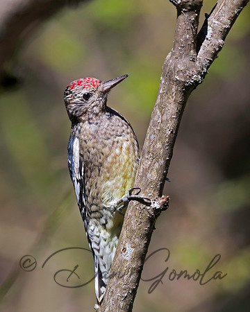 Yellow-bellied Sapsucker