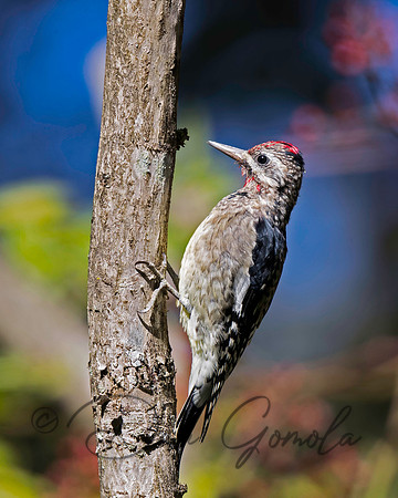 Yellow-bellied Sapsucker