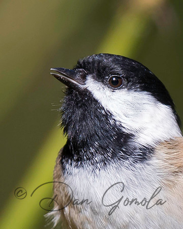 Black-capped Chickadee
