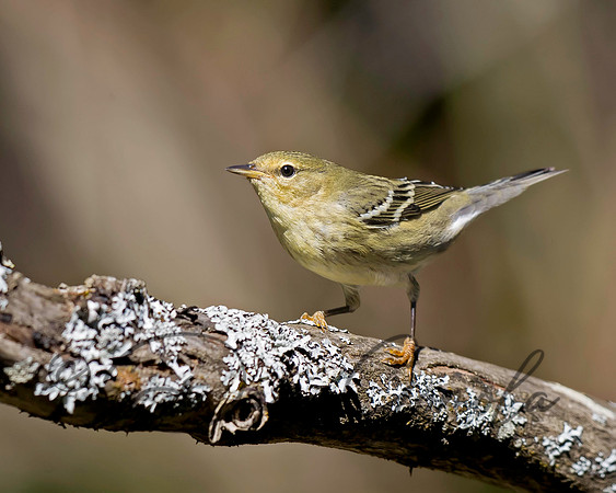Blackpoll Warbler