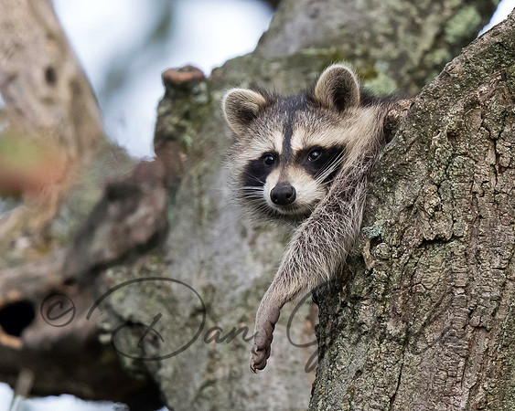 Raccoon
