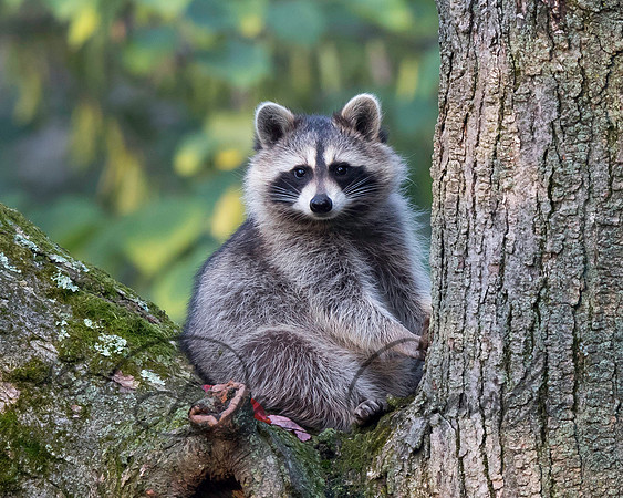 Raccoon