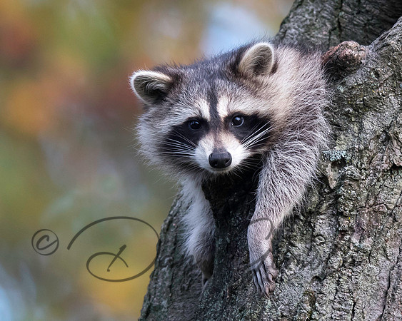 Raccoon