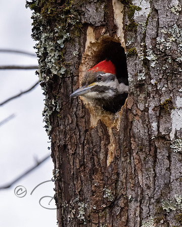 Pileated Woodpecker
