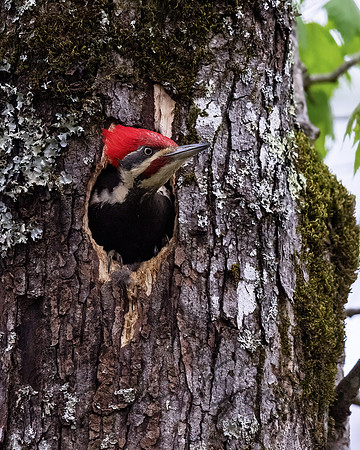 Pileated Woodpecker