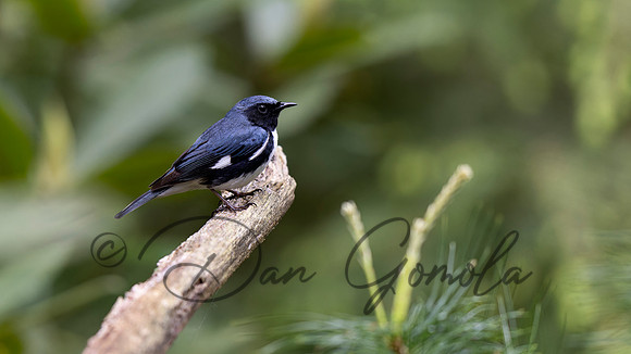 Black-throated Blue Warbler