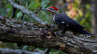 Pileated Woodpecker
